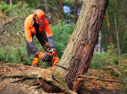 Best Tree Trimming and Pruning  in Sioux Center, IA