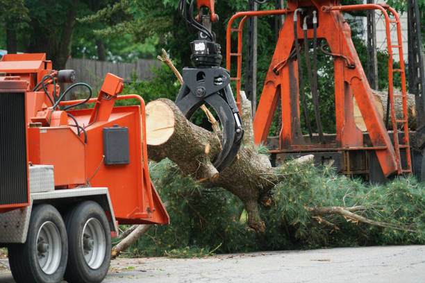 Why Choose Our Tree Removal Services in Sioux Center, IA?