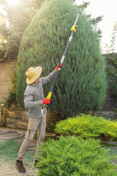 Tree and Shrub Care in Sioux Center, IA