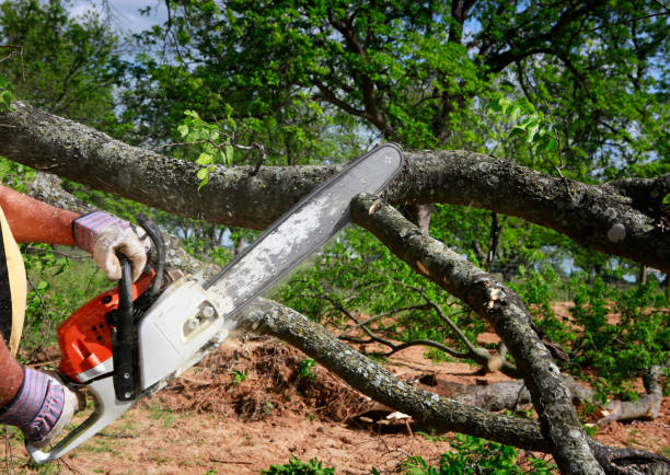  Sioux Center, IA Tree Services Pros